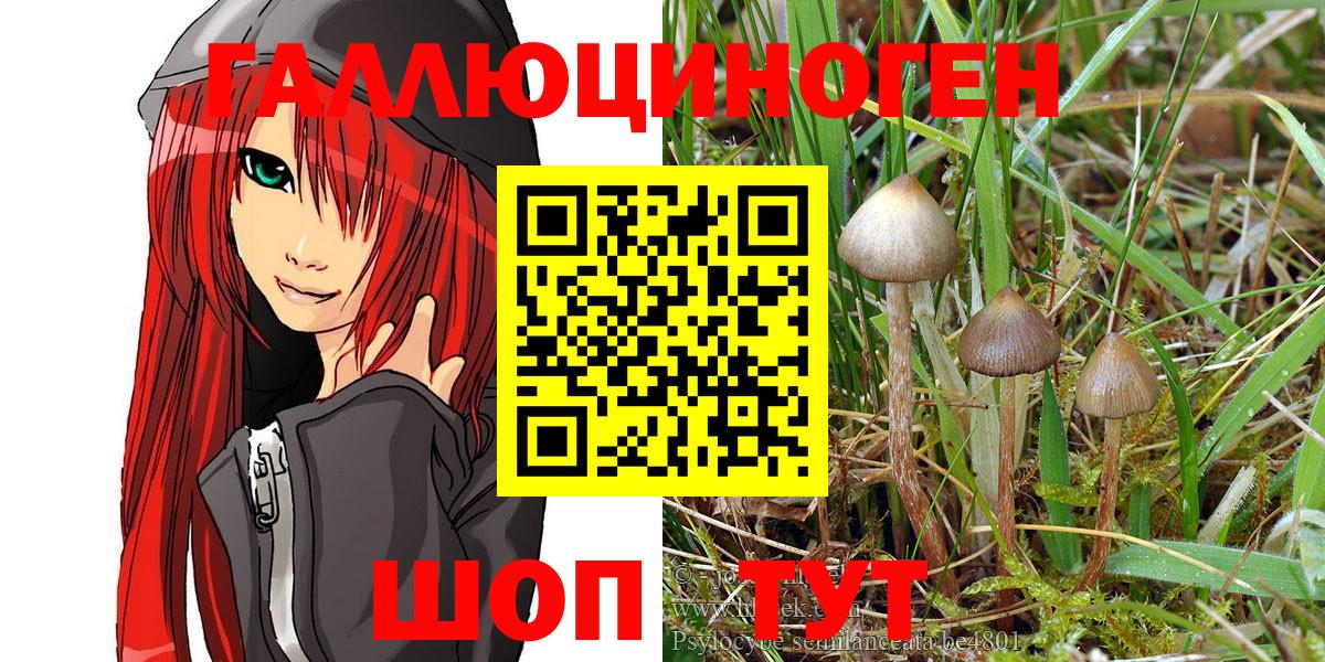 Галлюциногенные грибы Psilocybe Гай
